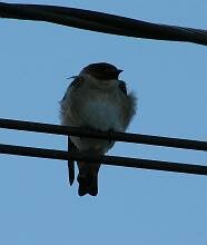 Cave Swallow